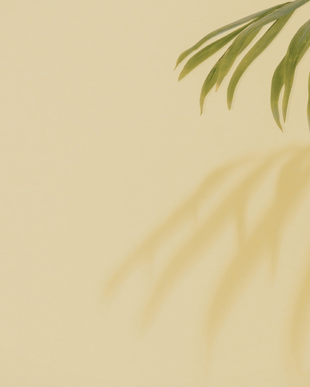 Close-up of a palm leaf on a beige background